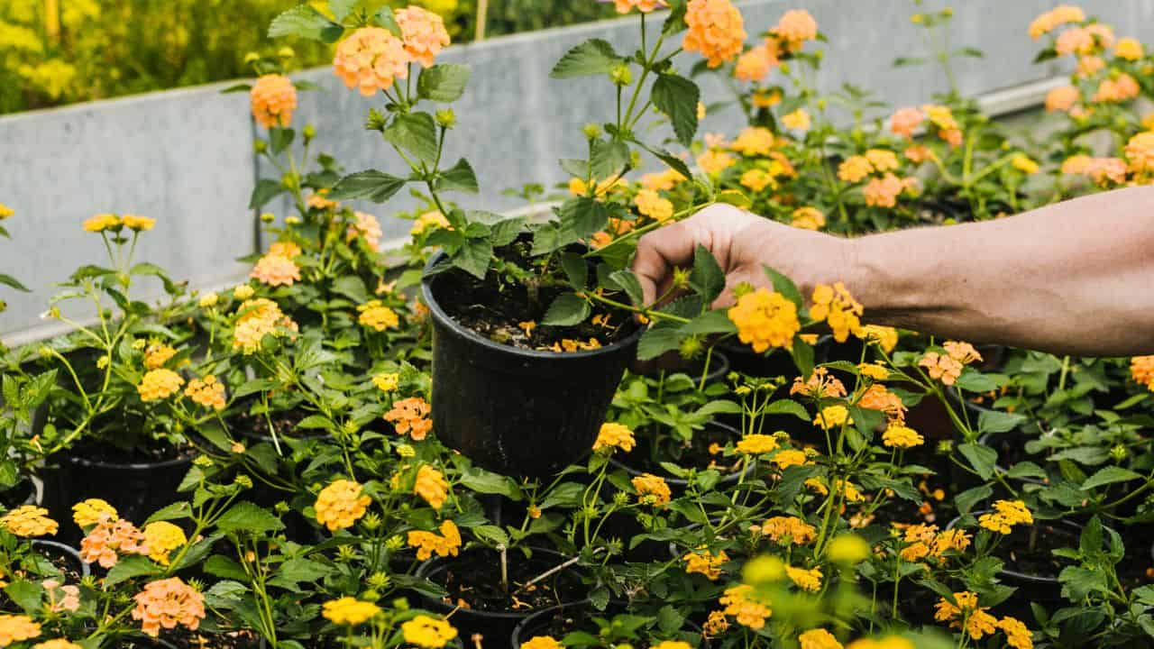 marigold flowers garden with balanced fertilizer