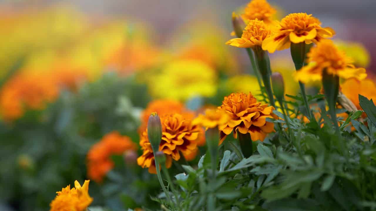 marigolds in full sunlight