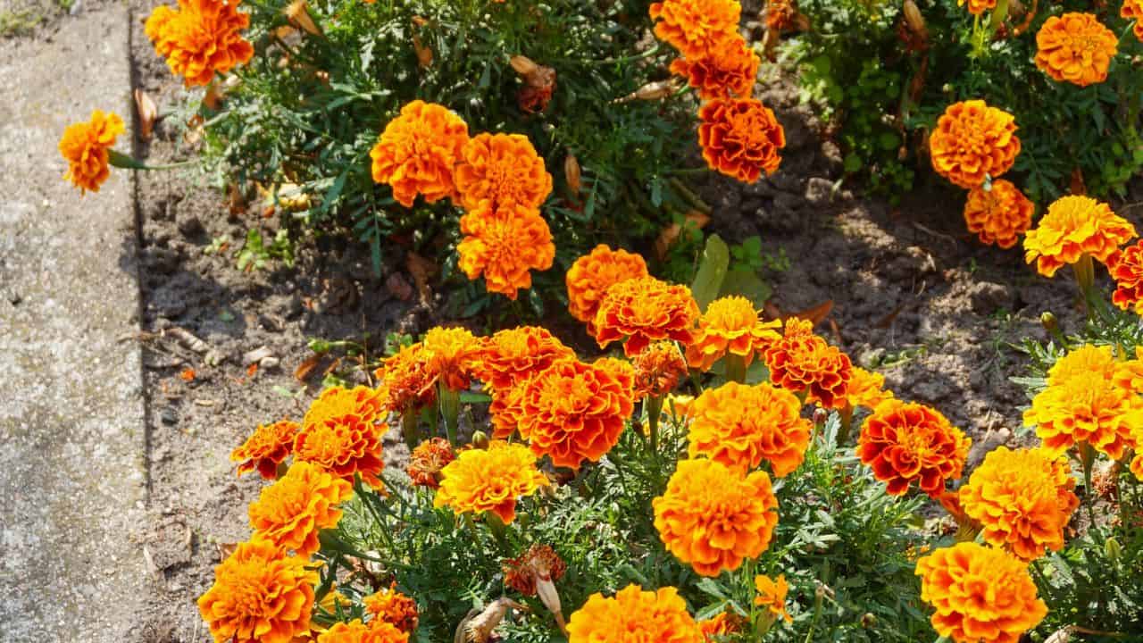 marigolds with space between plants