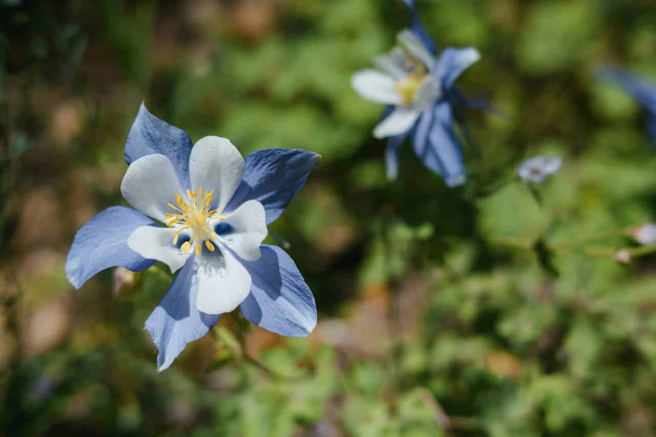 A close-up of a blue and white columbine flower with yellow stamens, set against a blurred green background