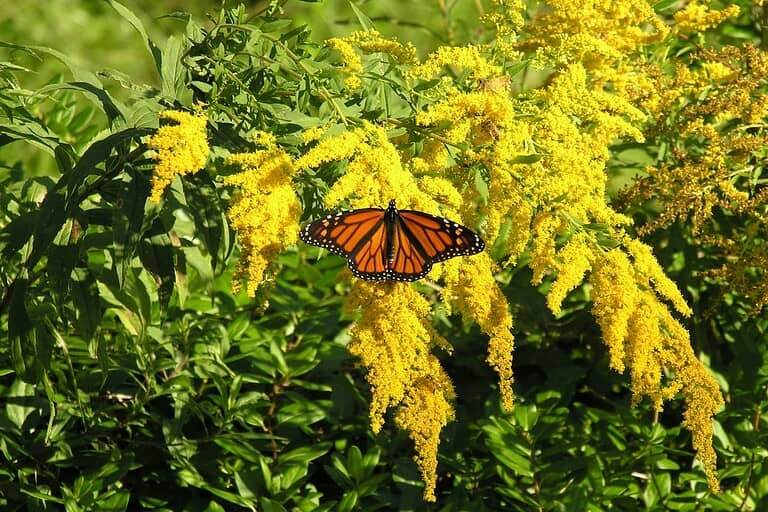Monarch butterfly with orange and black wings perched on bright yellow goldenrod flowers against green foliage in sunlight