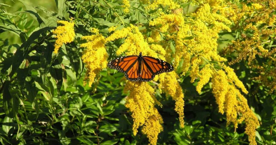 Monarch butterfly with orange and black wings perched on bright yellow goldenrod flowers against green foliage in sunlight