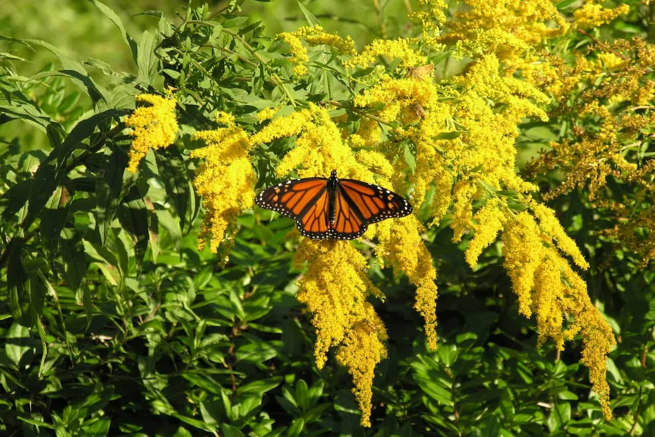 Monarch butterfly with orange and black wings perched on bright yellow goldenrod flowers against green foliage in sunlight