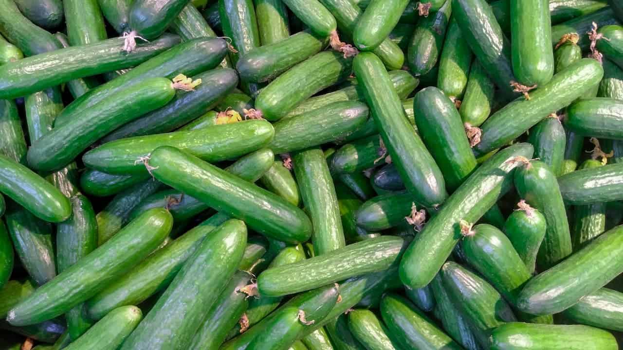 Pile of fresh green cucumbers with small stems attached, showing glossy skin and varied sizes in overhead view