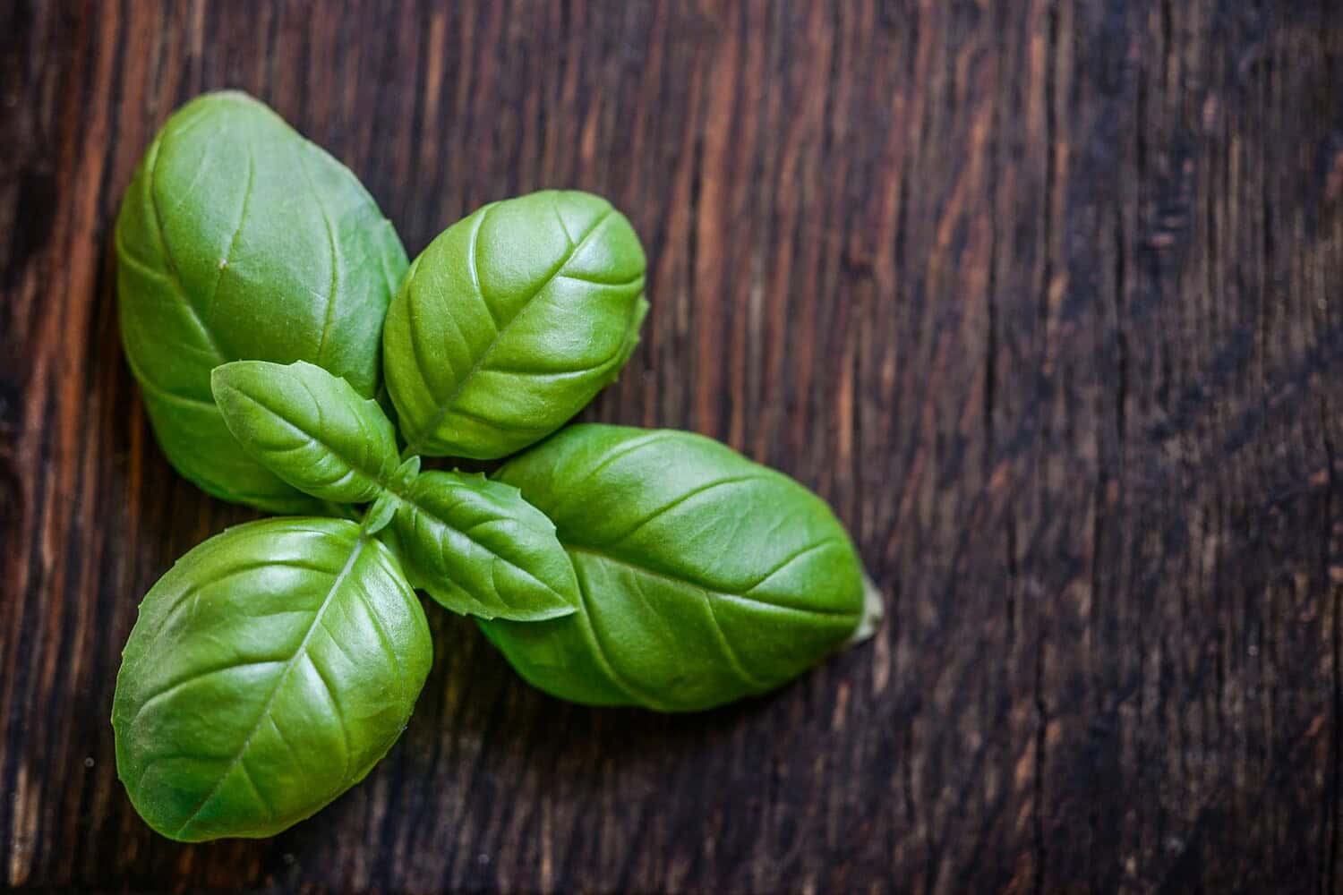 Close-up of fresh green basil leaves on a rustic wooden surface.