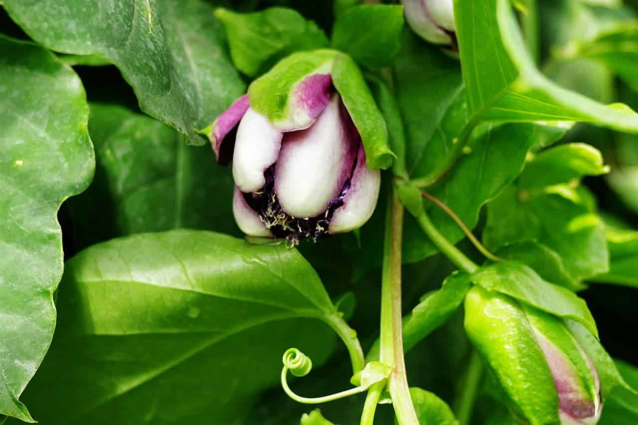 Close-up of a partially opened Hyacinth Bean Vine flower bud with white petals, purple edges, and green sepals among bright green leaves
