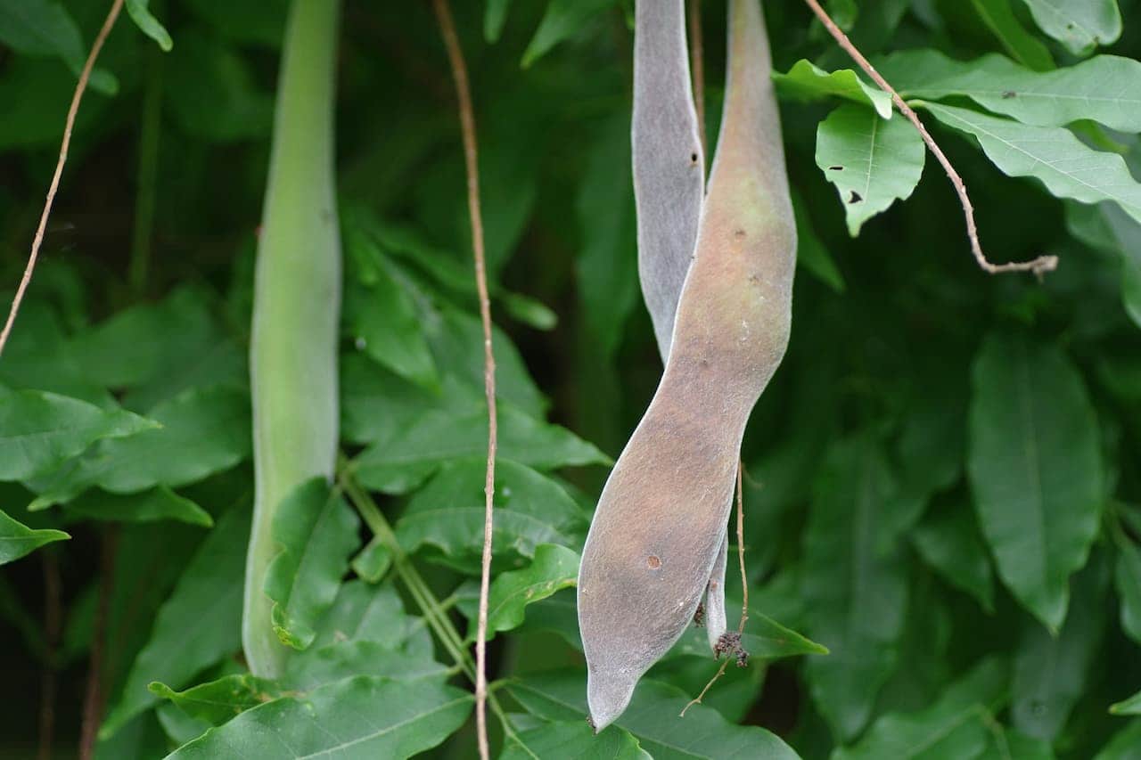 Dried bush bean pods hanging from thin stems among green foliage, showing both green and brownish mature specimens