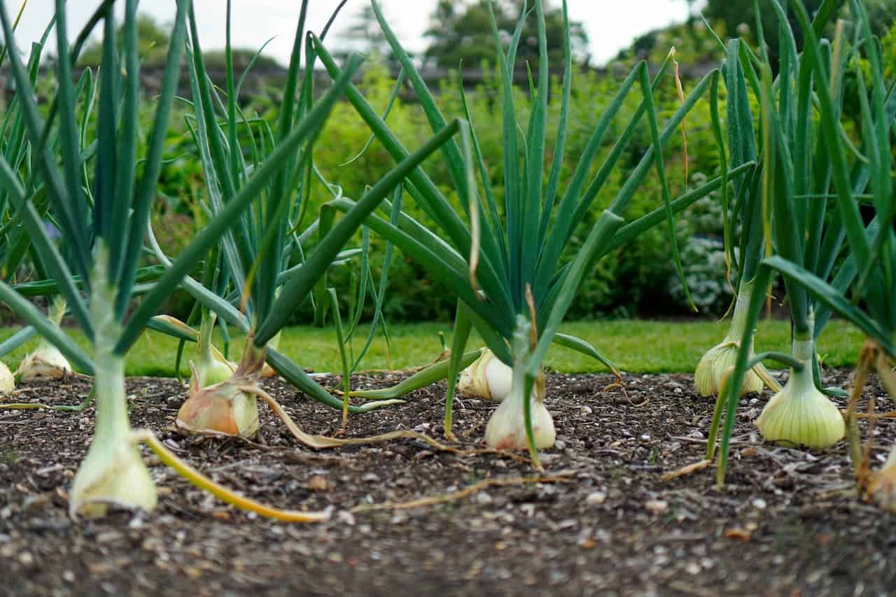 Rows of onion plants with green stalks and exposed bulbs growing in soil, surrounded by lush greenery and distant trees