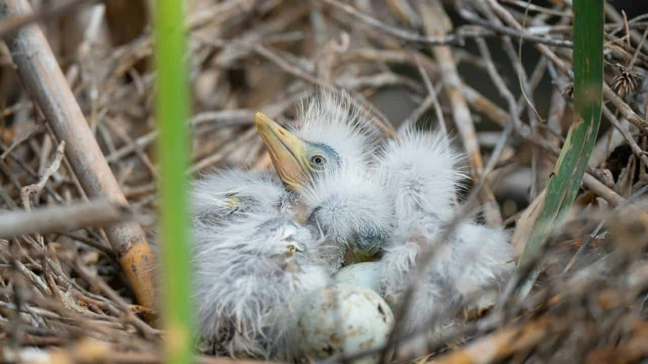 nestling bird no feathers
