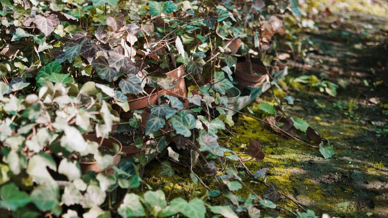 over pruned shrubs uneven garden shape harsh pruning