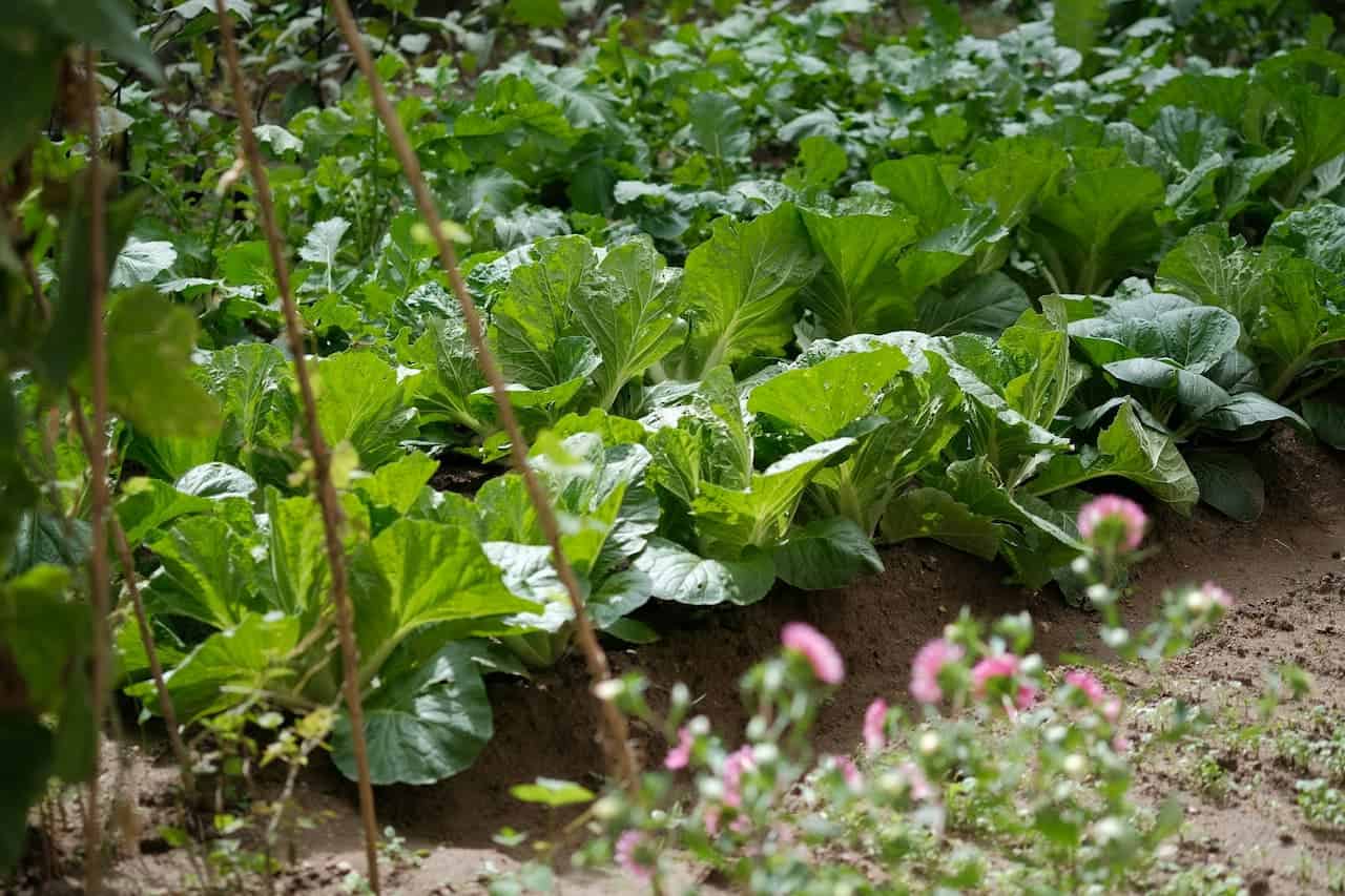 Vegetable garden with rows of leafy green Brussels sprouts plants, small pink nasturtiums flowers, and wooden stakes in soil