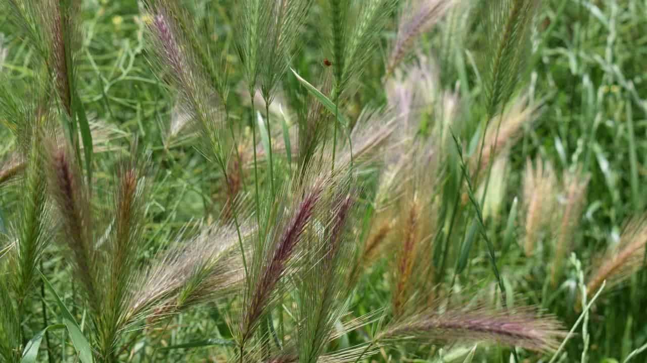perennial grass seed mix ryegrass fescue patchy lawn