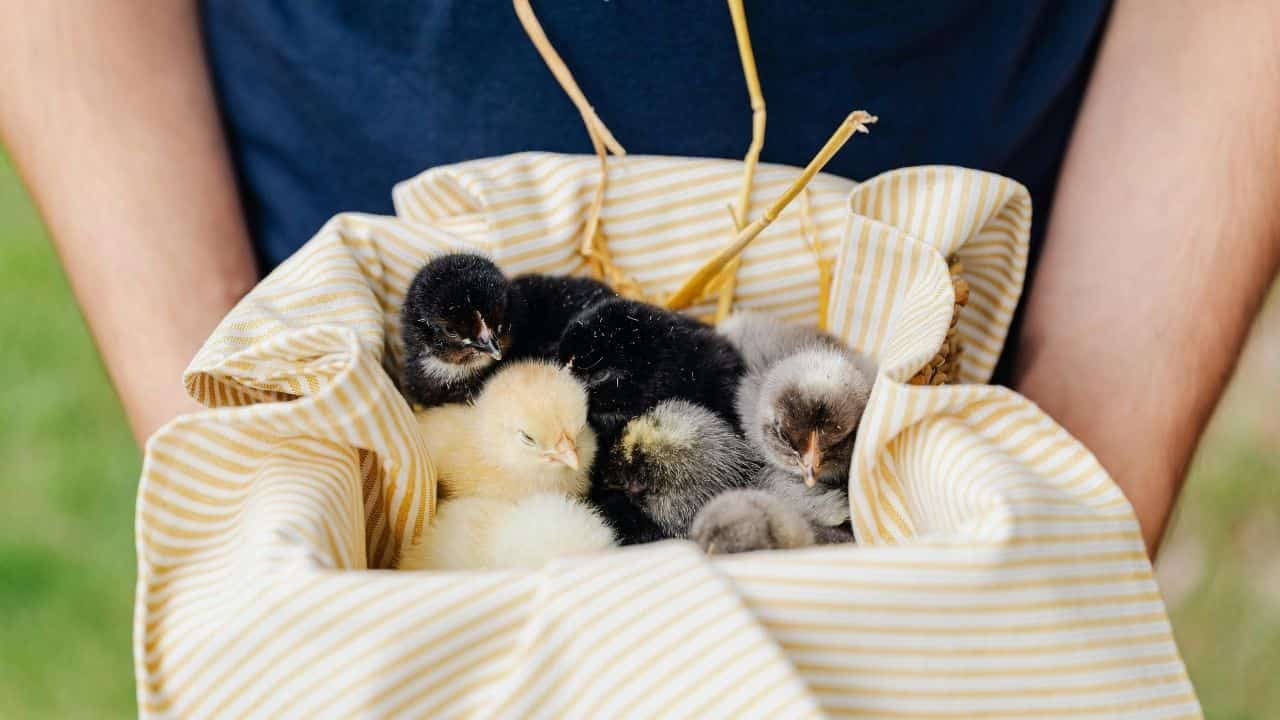 person placing nestling back in bird nest