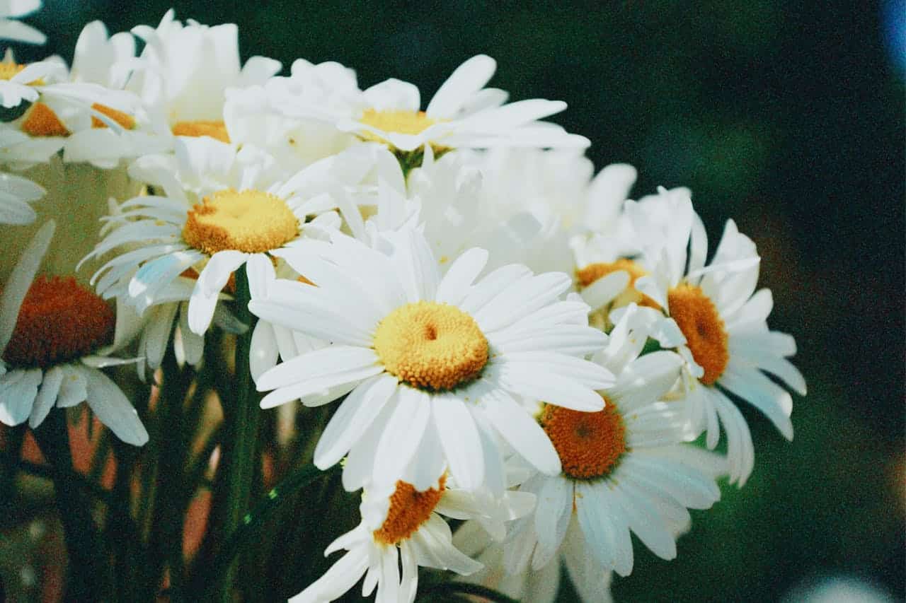 Bouquet of white Ox-eye daisies with bright yellow centers against a dark green background, photographed with slightly grainy film-like quality