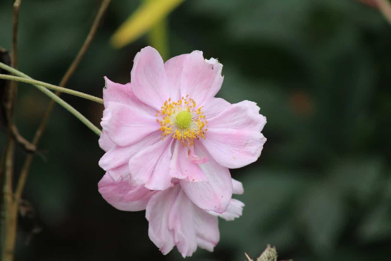 Close-up of a light pink flower with layered petals, yellow stamens surrounding a green center, thin stems in the background, dark green blurred foliage
