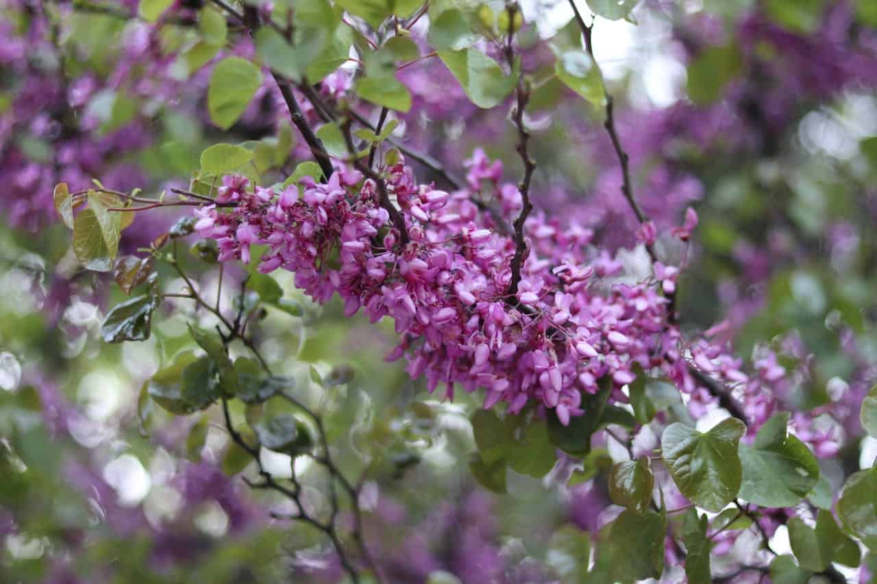 Cluster of vibrant purple blossoms on a slender dark tree branch, surrounded by heart-shaped green leaves, blurred green and purple background, natural outdoor lighting
