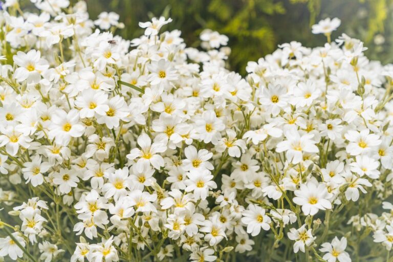 Dense cluster of small white Snow-in-Summer (Cerastium tomentosum) flowers with yellow centers growing on thin green stems against blurred green background