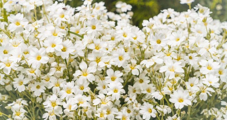 Dense cluster of small white Snow-in-Summer (Cerastium tomentosum) flowers with yellow centers growing on thin green stems against blurred green background