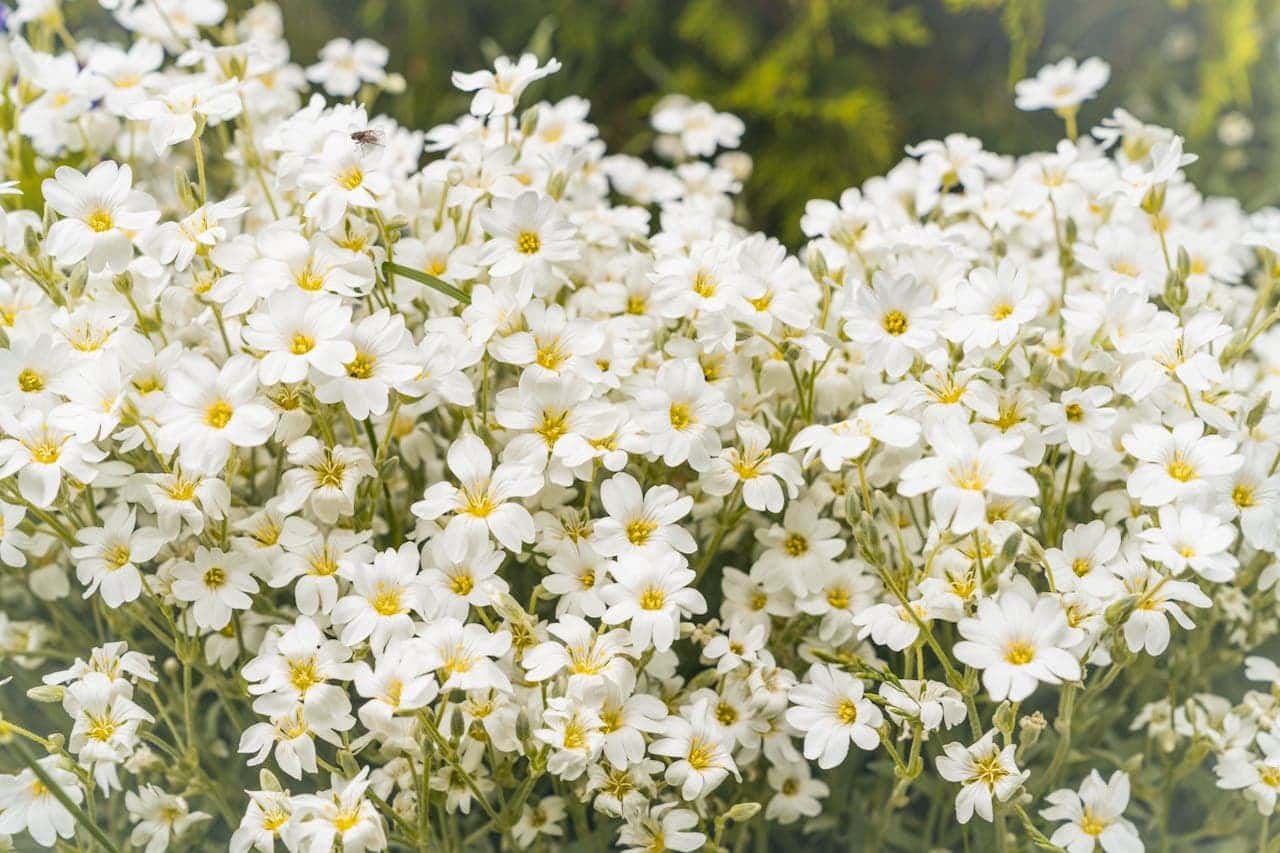 Dense cluster of small white Snow-in-Summer (Cerastium tomentosum) flowers with yellow centers growing on thin green stems against blurred green background