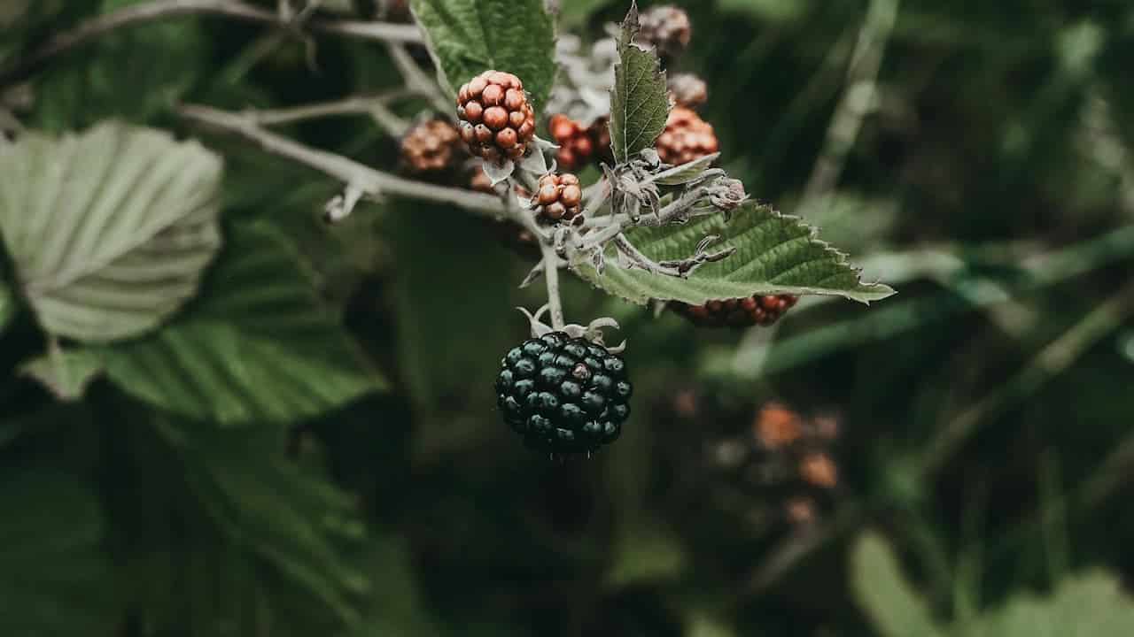Close-up of ripening blackberries on a thorny bush, showing clusters of red and dark purple fruit among textured green leaves, highlighting fruit development in a wild or garden setting