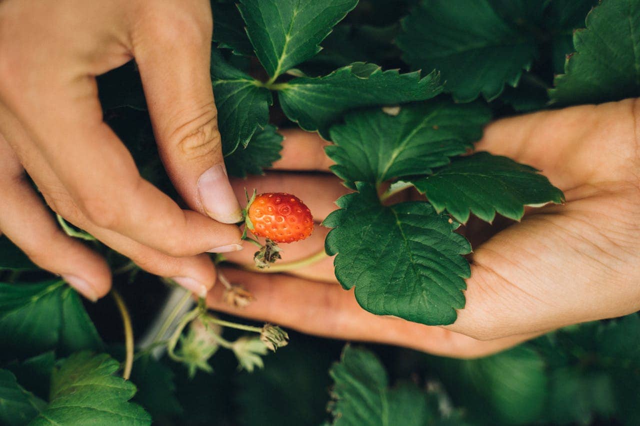 Hands gently holding and inspecting a small ripening strawberry among lush green leaves, capturing a close-up moment of harvesting or checking fruit growth in a garden setting