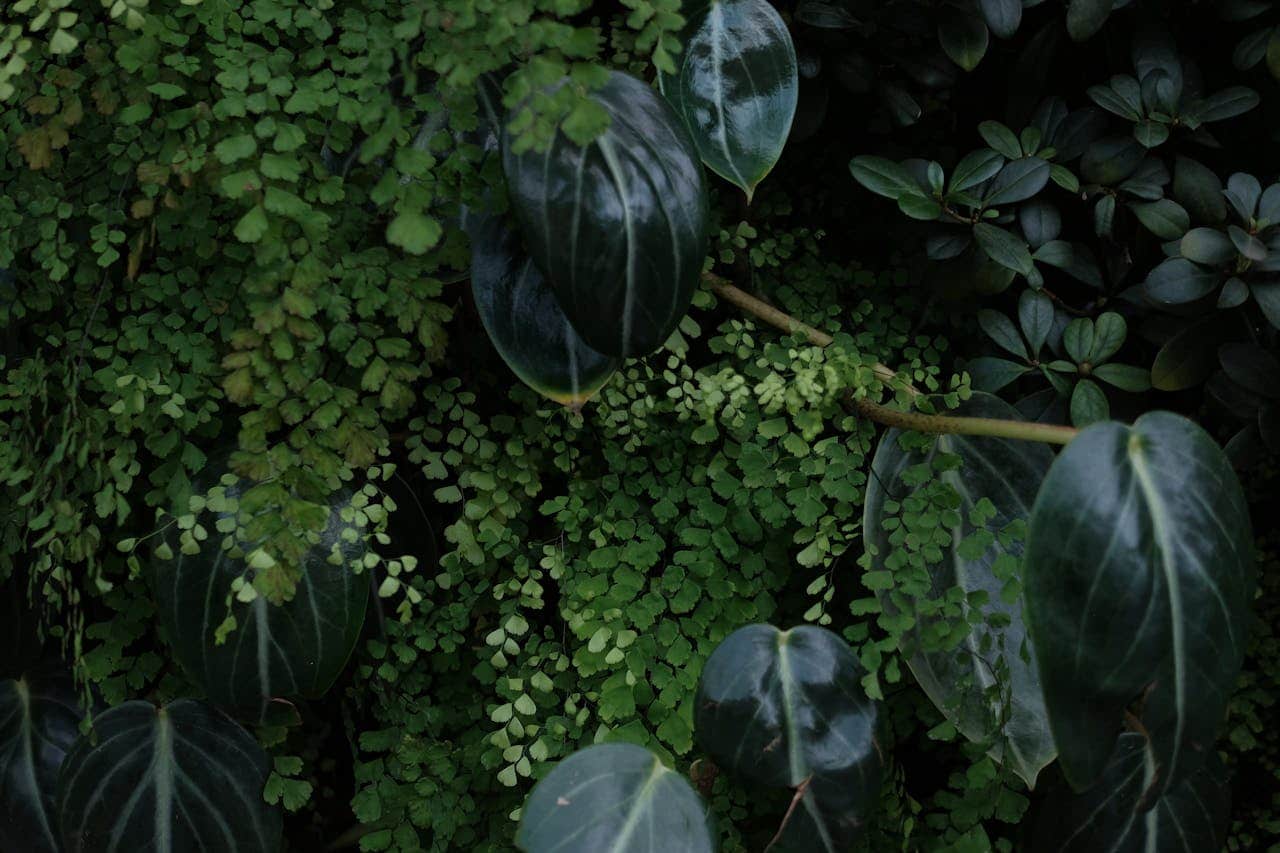 Dense greenery with small fern leaves and large, dark green, glossy Philodendron Cordatum leaves featuring prominent white veins, creating a rich, textured background