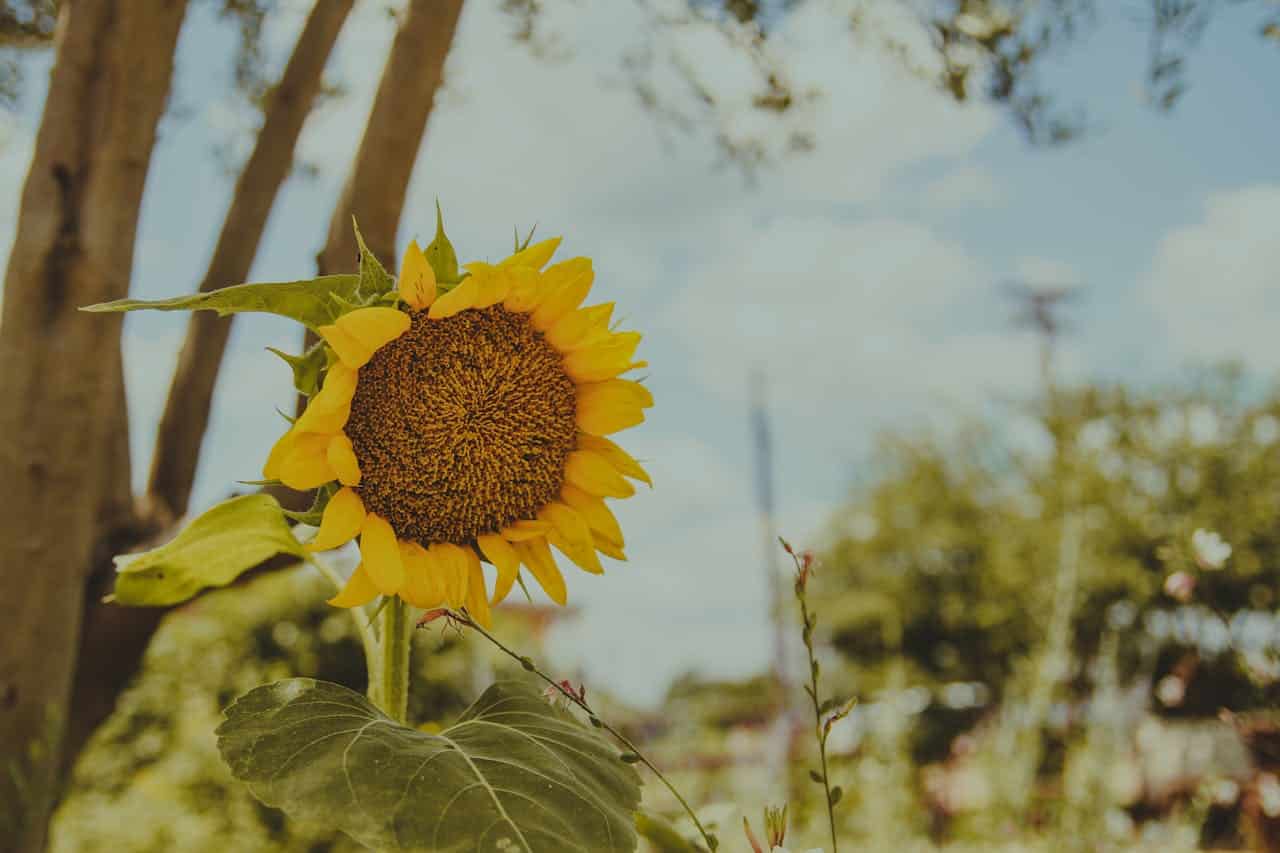 Sunflower with bright yellow petals and dark brown center against blue sky with tree trunks visible