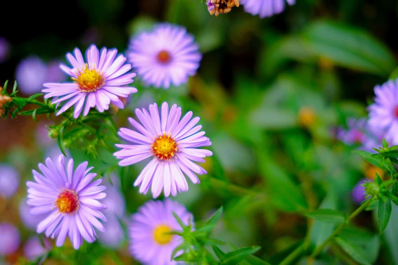 Purple native asters with bright yellow centers blooming among green foliage, creating a soft focal point with blurred background flowers