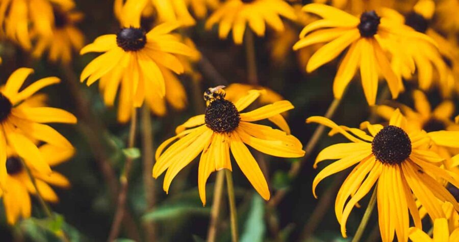 Black-eyed Susan flowers with bright yellow petals and dark centers, with a honeybee collecting pollen from one bloom