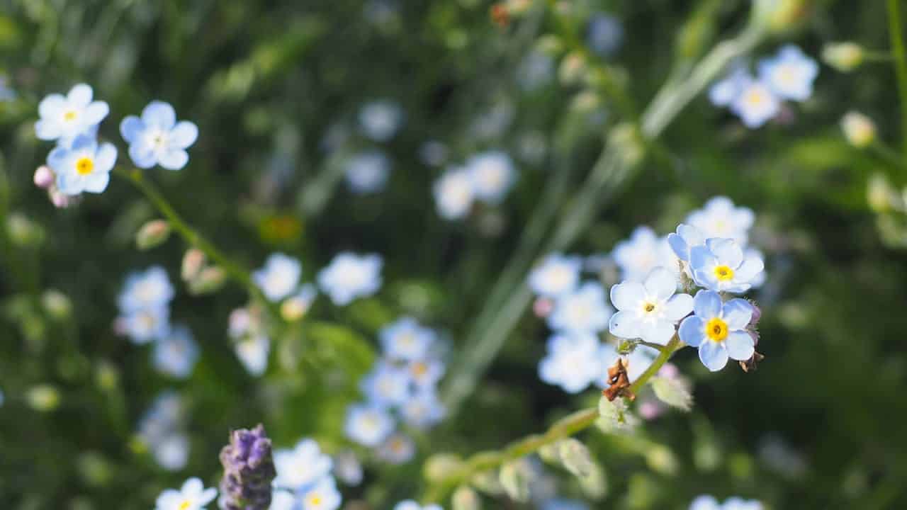 Delicate forget-me-not flowers with pale blue petals and yellow centers growing among green foliage in a meadow setting