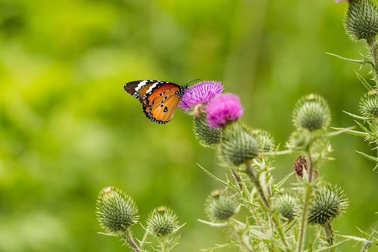 Orange and black butterfly perched on purple Canada thistle flower among spiny unopened buds against blurred green background