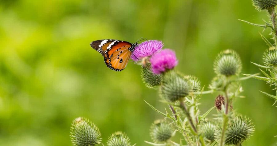Orange and black butterfly perched on purple Canada thistle flower among spiny unopened buds against blurred green background