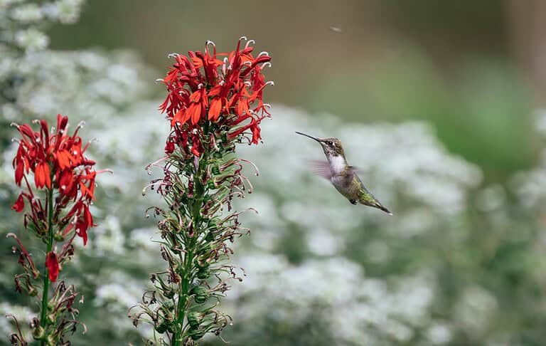 Hummingbird hovering near bright red cardinal flower stalks with blurred white and green background