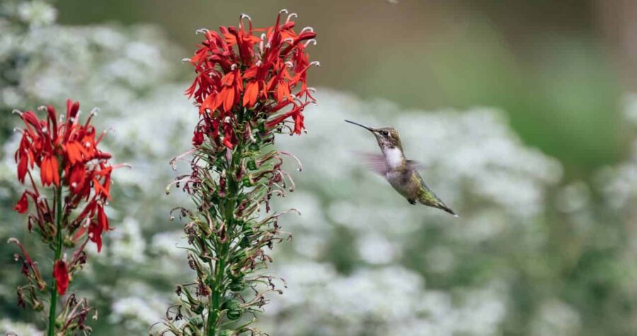Hummingbird hovering near bright red cardinal flower stalks with blurred white and green background