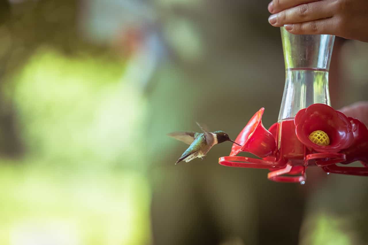 Iridescent hummingbird approaching red plastic nectar feeder with flower-shaped ports, held by person's hand against blurred green background