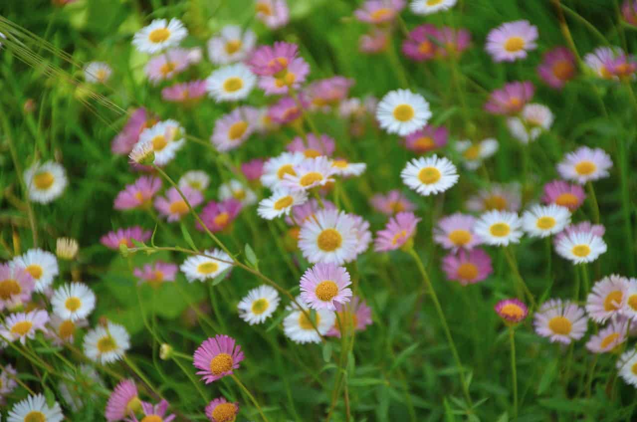 Field of small Erigeron (Flea Bane) flowers with white and pink petals surrounding yellow centers growing amid green grass