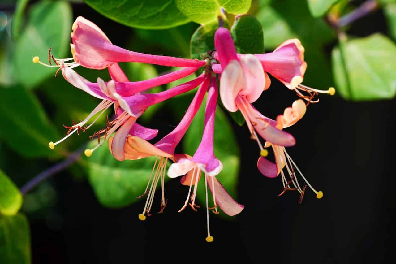 Close-up of honeysuckle flowers with tubular pink petals and extended stamens with yellow tips against blurred green foliage