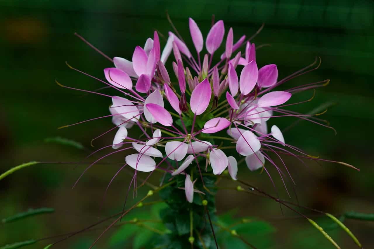 Pink and white cleome flower with distinctive protruding stamens against a blurred green background, showing delicate petal structure