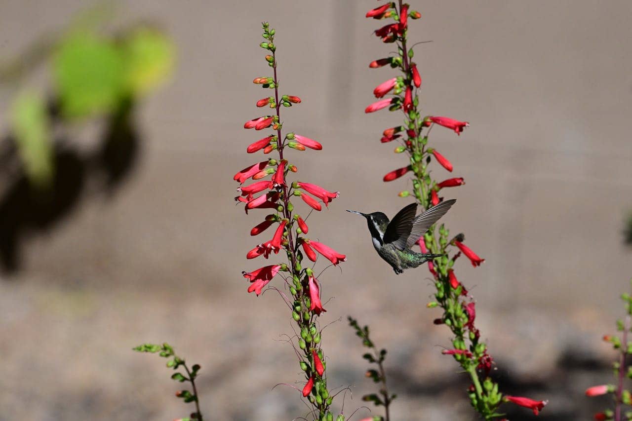 Hummingbird hovering beside tall red penstemon flowers, wings spread, against a blurred neutral background in natural daylight