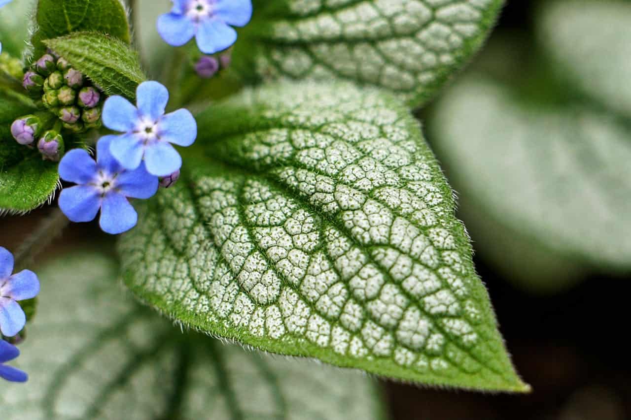 Siberian Bugloss flowers with tiny blue buds beside variegated green leaves showing detailed vein patterns and fine hairs