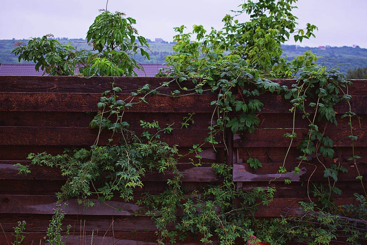 Lush green vines growing over wooden trellises with distant hills and buildings visible in hazy background