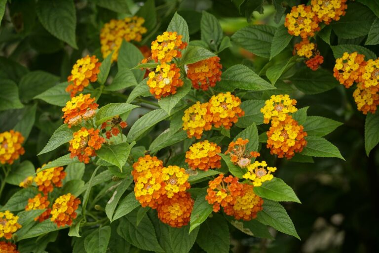 Lantana flowers in clusters of yellow and orange blooms surrounded by dark green serrated leaves on multiple stems
