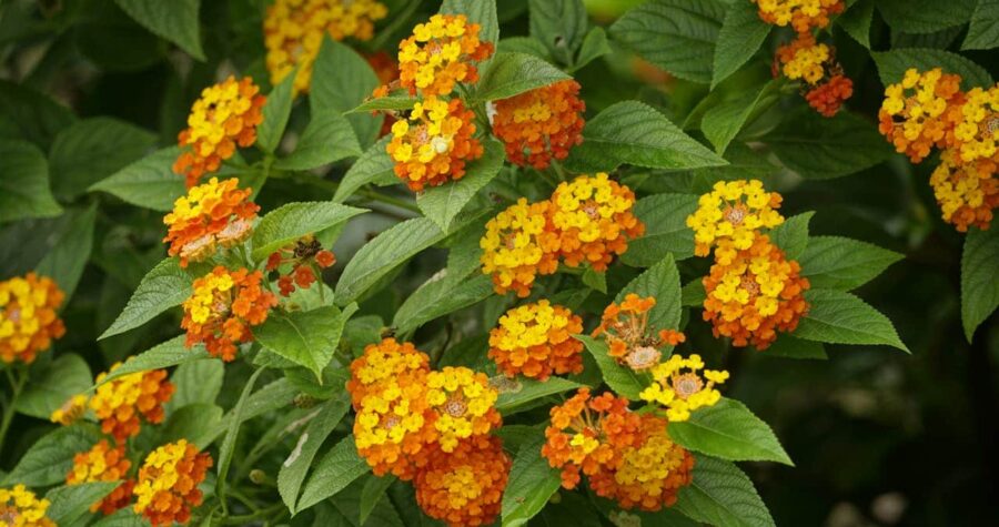 Lantana flowers in clusters of yellow and orange blooms surrounded by dark green serrated leaves on multiple stems