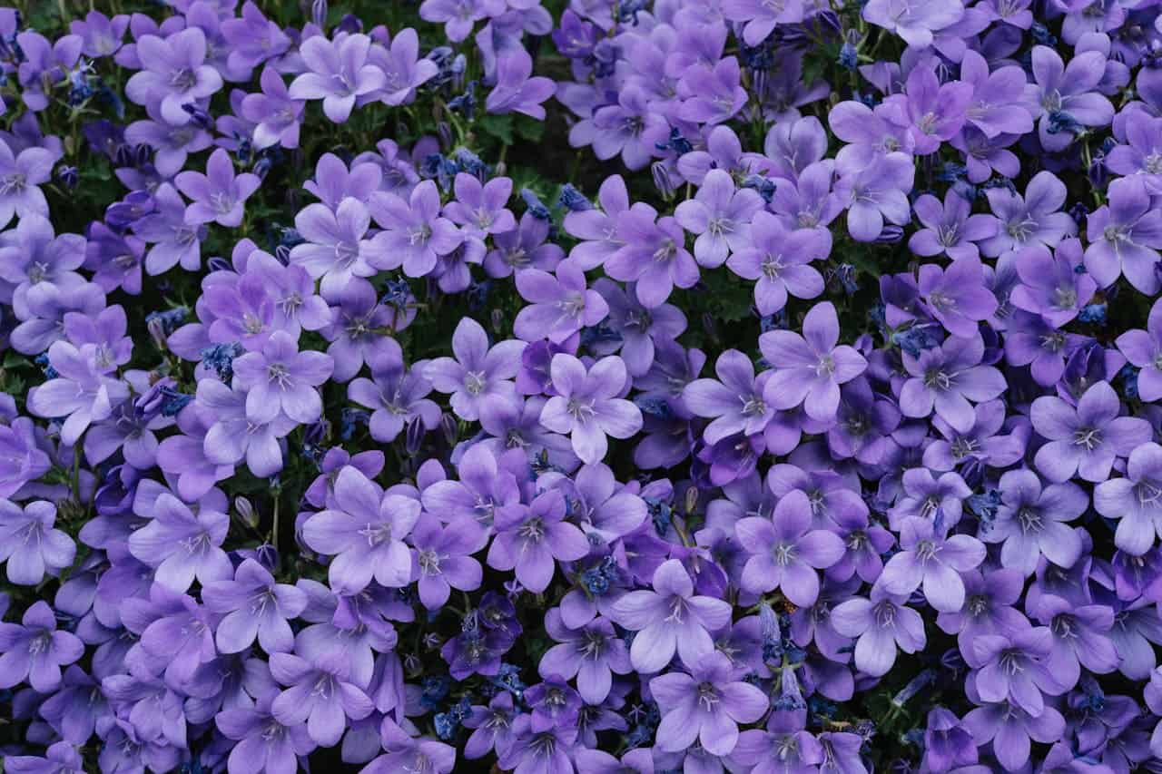 Cluster of blooming purple bellflowers, dense arrangement, vivid lavender and violet tones, green foliage underneath, natural light, close-up view