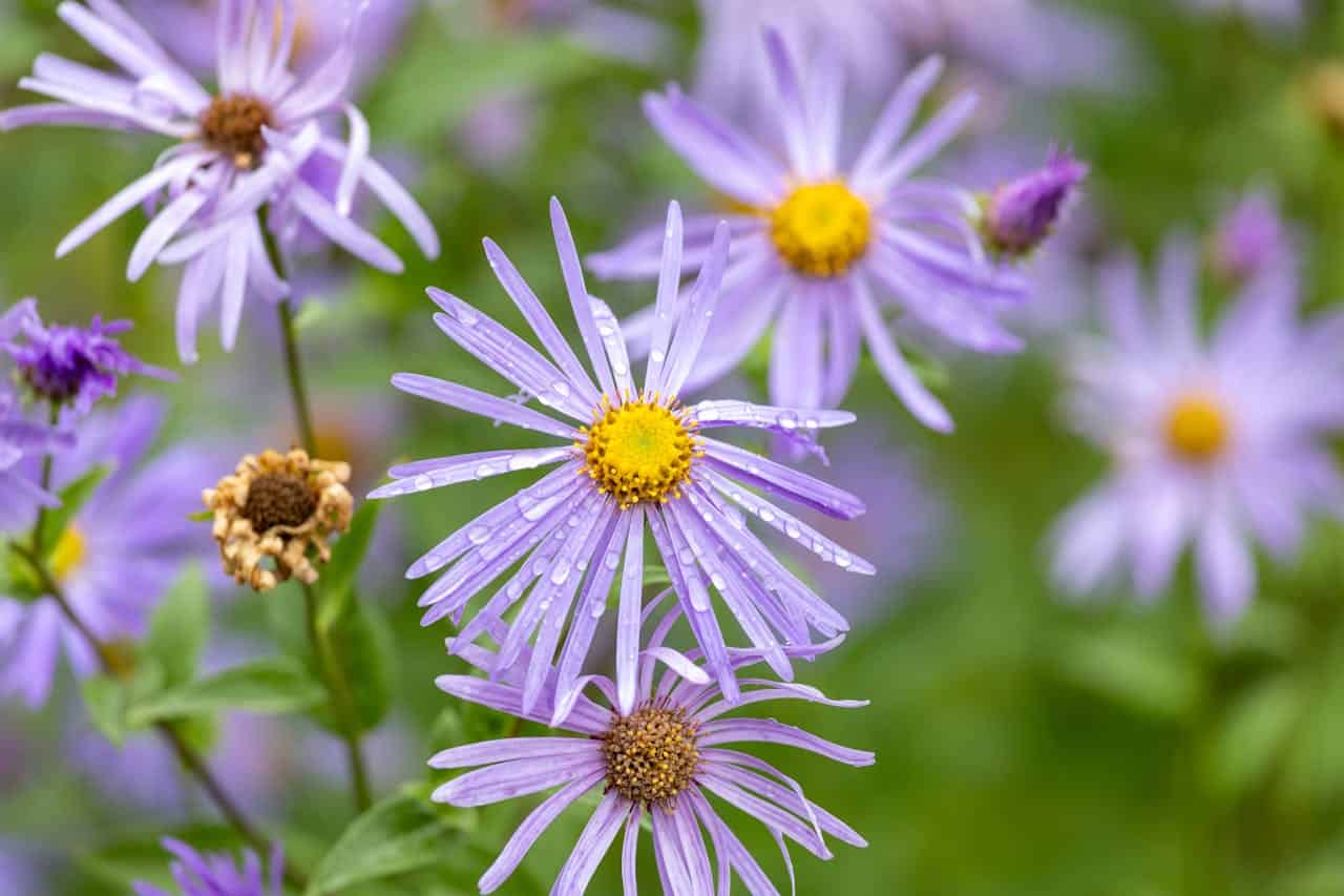 New England Aster with thin petals and yellow centers, with water droplets, growing in a garden