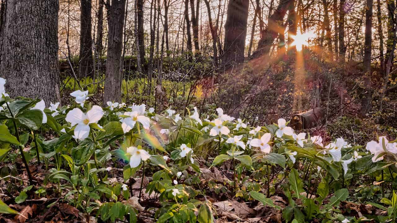 White trillium flowers blooming on forest floor with sunlight streaming through trees at dusk or dawn