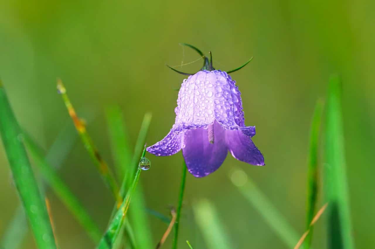 Single Campanula covered in dewdrops, hanging downward among green grass blades against a soft blurred background
