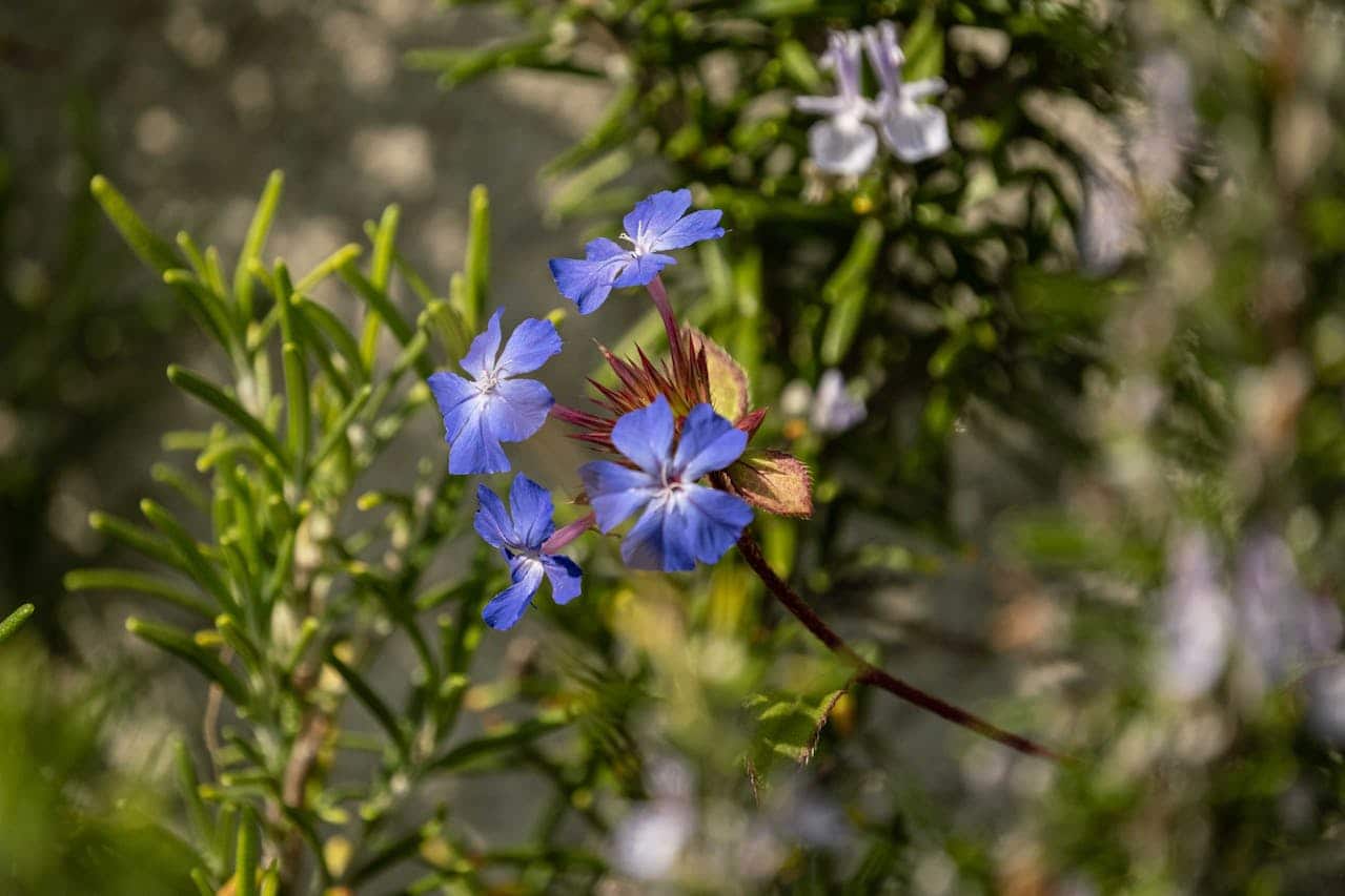 Cluster of delicate blue Ceratostigma plumbaginoides (Hardy Plumbago) flowers with red centers surrounded by green, spiky foliage under soft natural sunlight