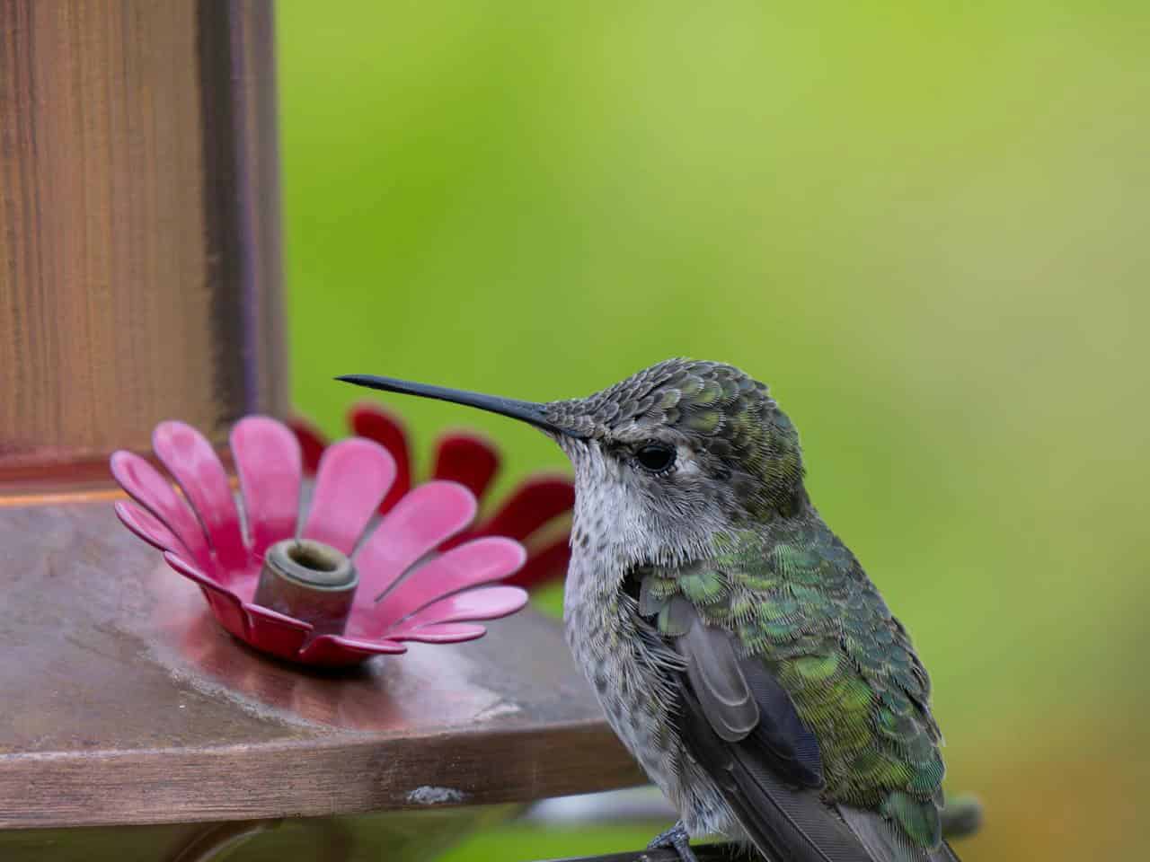 Hummingbird perched on a red flower-shaped feeder, focusing on the nectar, vibrant green and iridescent feathers, clear sharp details of the bird, blurred green background, soft lighting enhancing the bird's features, peaceful and calm atmosphere