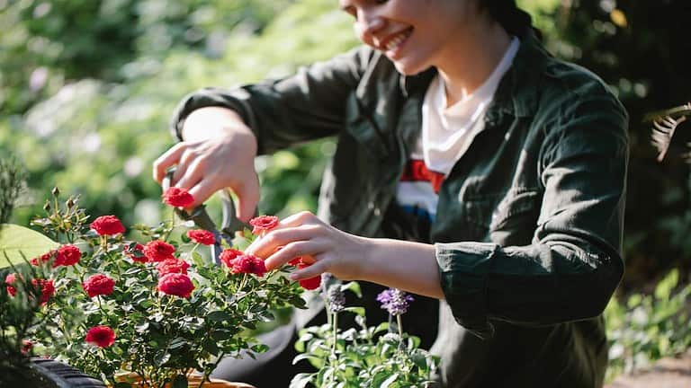 Woman smiling, pruning red flowers with garden shears, wearing a green shirt and white t-shirt, surrounded by green plants in a sunlit garden
